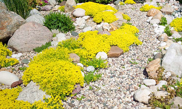 walkway made of light colored stone moves through a planting of bright yellow flowers
