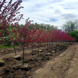 Flowering Trees