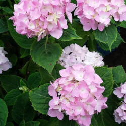 perennials