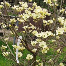 Flowering Shrubs