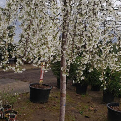 ornamental weeping trees