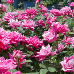 roses