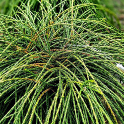 ornamental shrubs