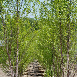 Shade Trees