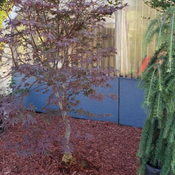 ornamental shrubs